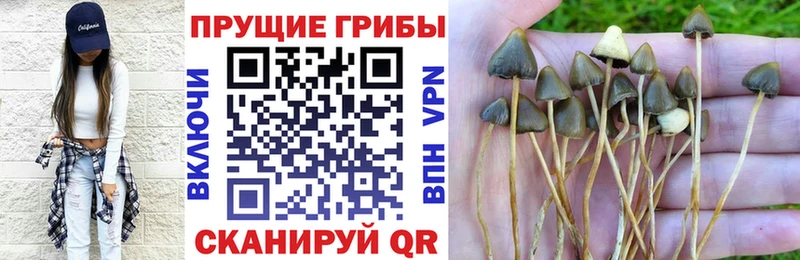Купить где  Сунжа  Псилоцибиновые грибы Magic Shrooms 